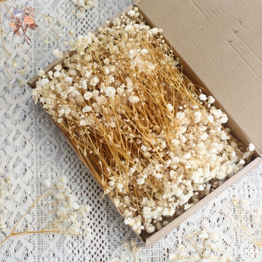 100 Peças de Flores Secas Mini - Craft Embellishments avaliação e preço